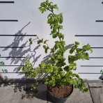 Lieska obyčajná (Corylus avellana contorta) ´MEDUSA´ - výška 60-80 cm, kont.C5L